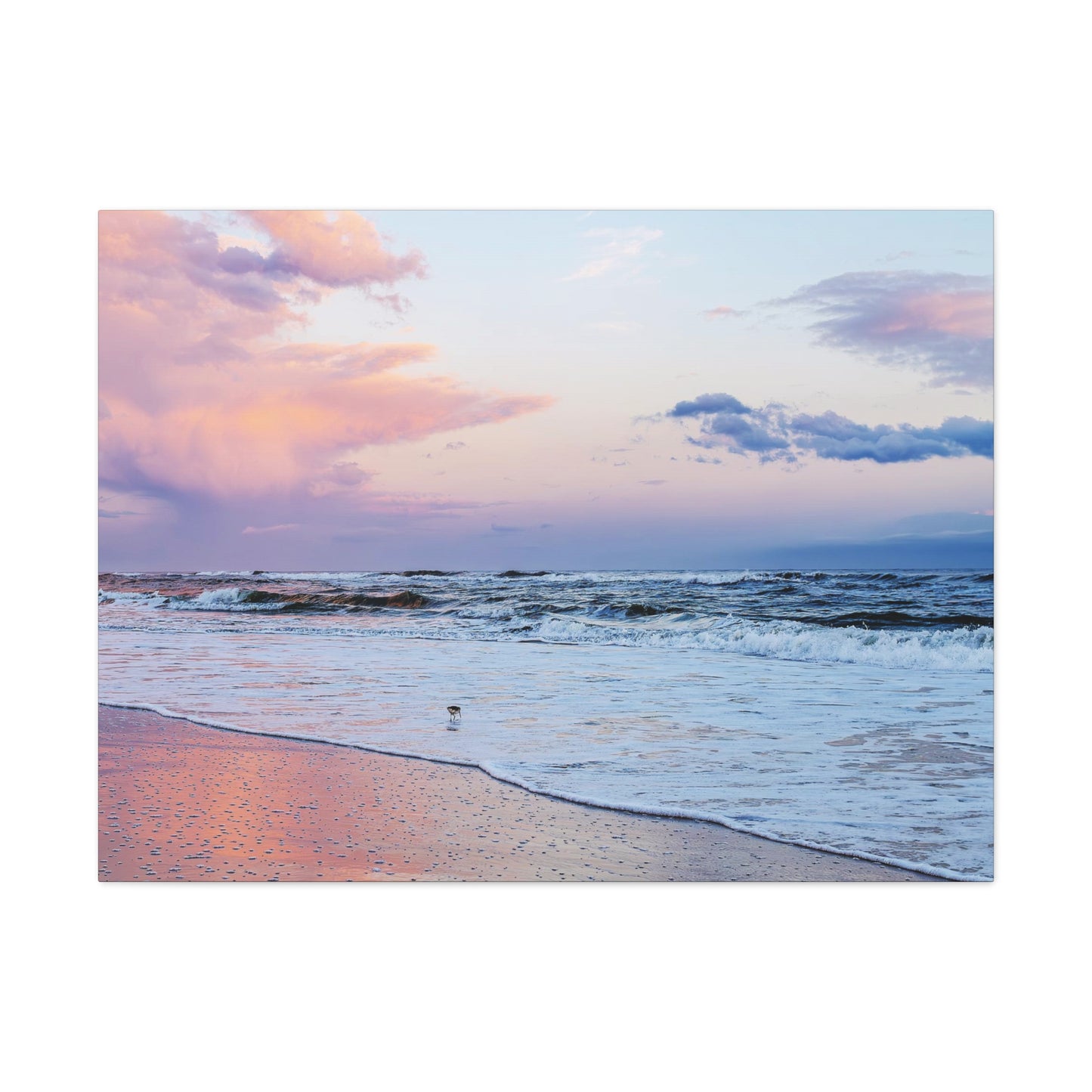 Sandpiper Sunset - Canvas Gallery Wraps