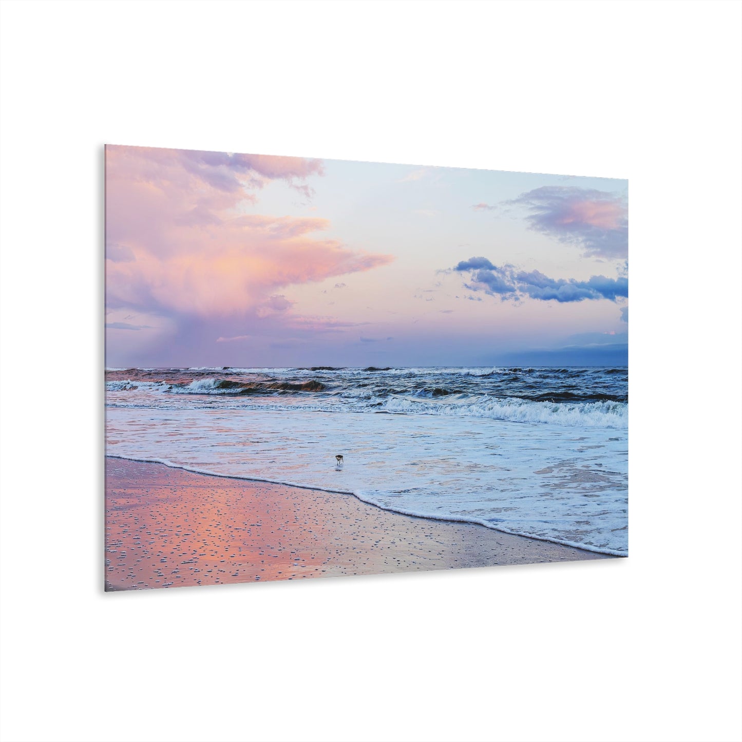 Sand Piper Sunset - 36" x 24" Acrylic Print(French Cleat Hanging)